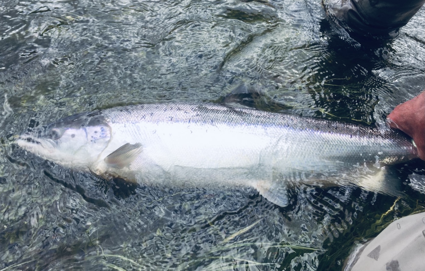 Week commencing 10th May – plenty water, good catches and big fish