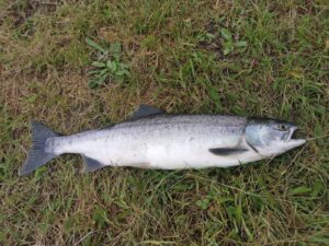A second Pink Salmon caught on Brae Water 4
