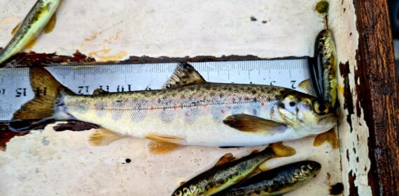 A big salmon parr from the Blargie mainstem site.