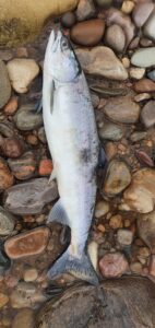 Pink Salmon from Gordon Castle Water

