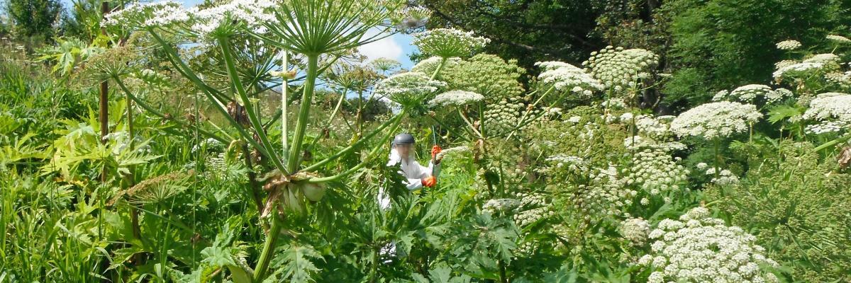 Job Vacancy: Scottish Invasive Species Initiative – Seasonal Project Officer