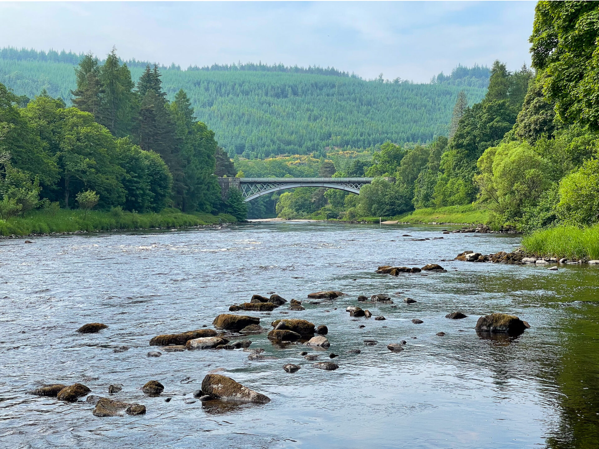 Join the Fight Against Saprolegnia: An Updated Guide for Anglers on the Spey
