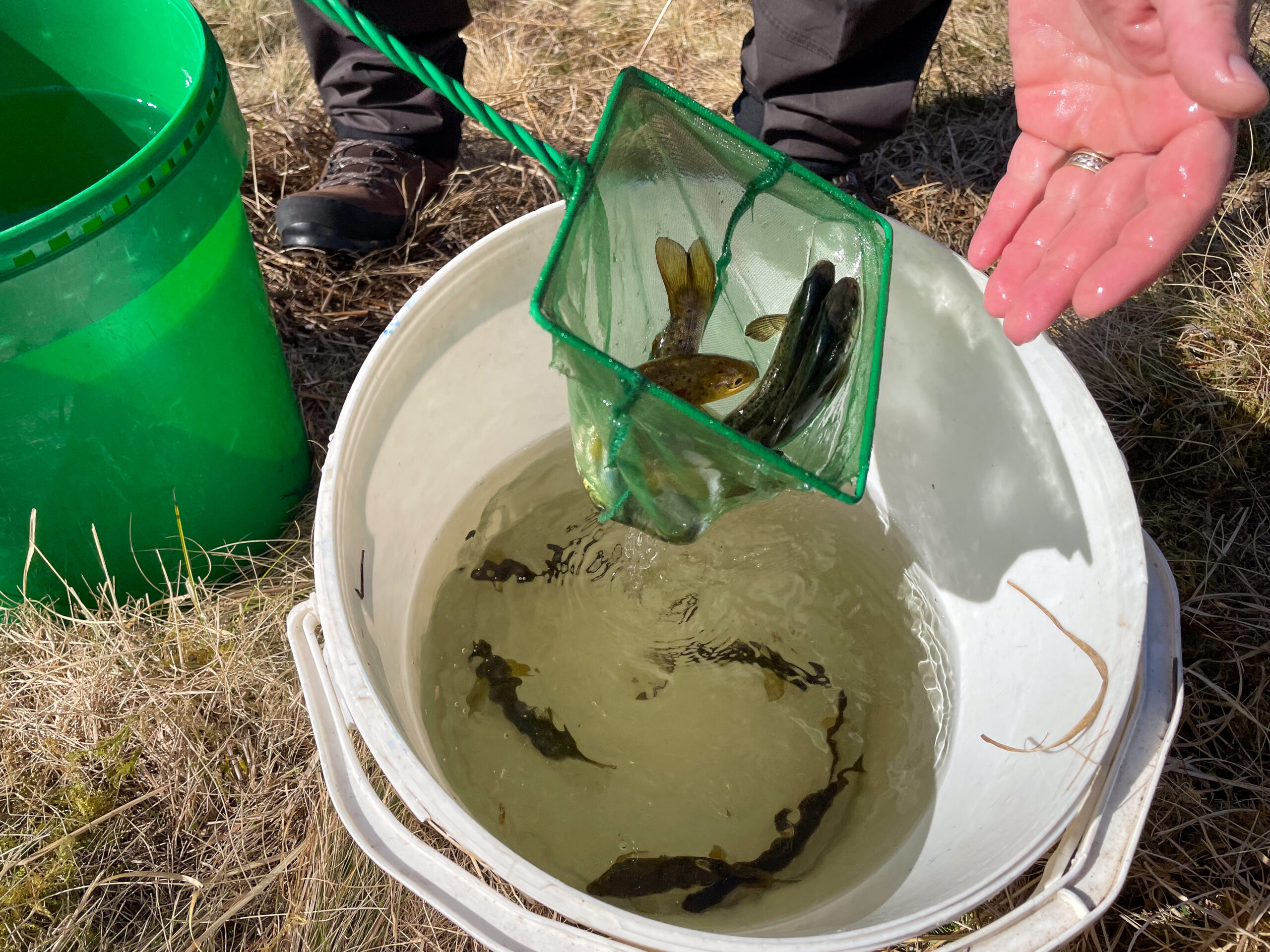From Smolts to Salmon: New Project Marks Major Milestone