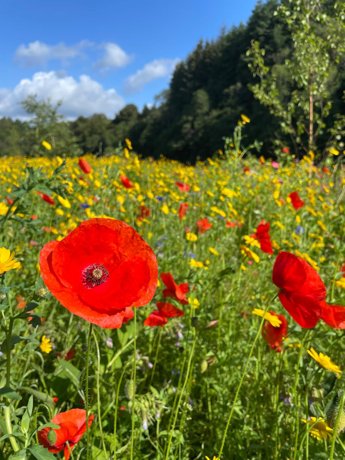 Week Commencing 16th September 2024